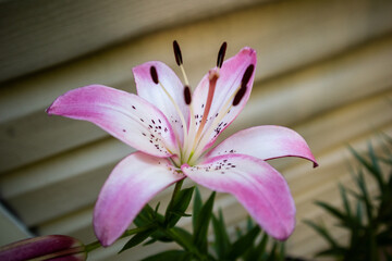 Fresh Blossoming Tiger Lillies In The Summer