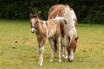 Naklejka na ściany i meble Mare with her newborn foal together in the meadow.