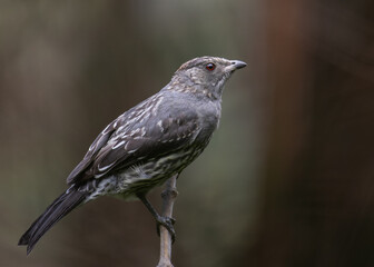 young red crested cotinga