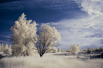Obraz na płótnie Canvas infrared photography - surreal ir photo of landscape with trees under cloudy sky - the art of our world and plants in the invisible infrared camera spectrum