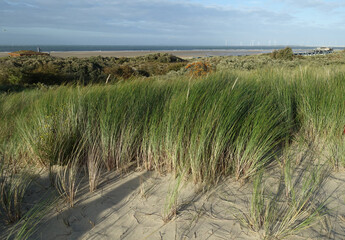 Duenen bei Gorsje, Zeeland