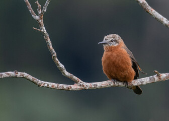 cliff flycatcher
