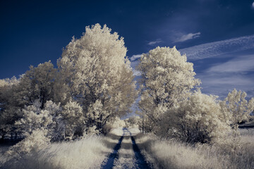 infrared photography - surreal ir photo of landscape with trees under cloudy sky - the art of our...