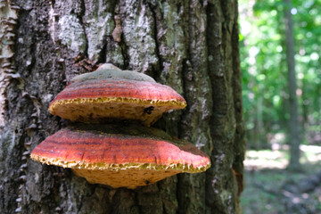 Two large, red fungi of Themes grew up on a tree in the woods in the summer on a sunny day. High quality photo