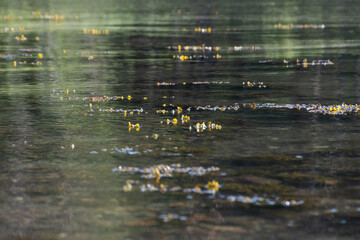 Seaweed peeks above the water.