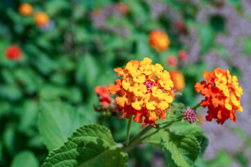Lantana camara - orange flower in the garden