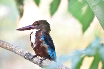 kingfisher on branch