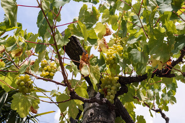 Fresh grapes bunch. Ripe green grape in vineyard.