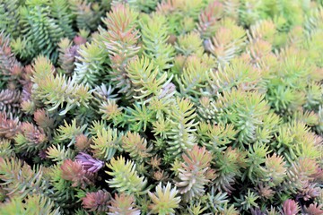 Petites plantes multicolores au sol. Plantes, fleurs et jardin. Crassulacées en été. Botanique et espèce.