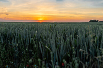 An impressive coloured sunset above farmland which is cultivated with wheat and almost ready to harvest. The crop lights up beautiful during the golden hour