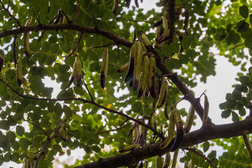 Carob beans, Carob tree in Croatia. 