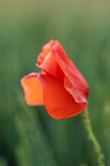 Obraz premium A wild poppy flower in a cultivated field of wheat, just before harvest time during the golden hour near Maastricht on a warm summer evening