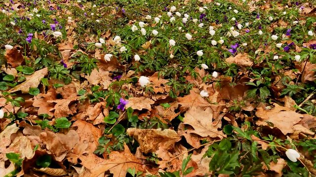 Landscape with Colorful Flowers