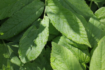 Grass, plants after rain. Green. Nature, park, flora. Texture for the background. Flowers and plants with raindrops in the garden.