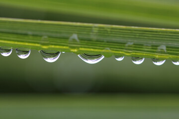 Wassertropfen auf Grashalm