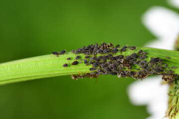 Many black aphids are on the stem of a daisy, with a few ants in between, against a green...