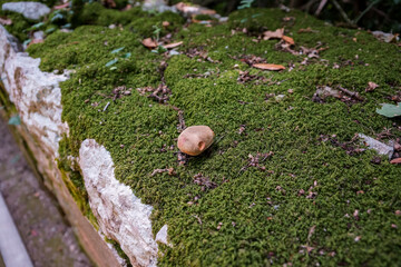 Old stone wall with moss and mushroom