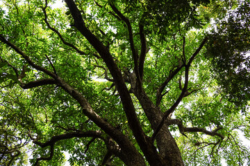 View of the big tree, from down to the tree top with green leaves and branches. 