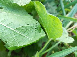 grasshopper nymph sitting on a leaf of a plant. small insect in the garden.
