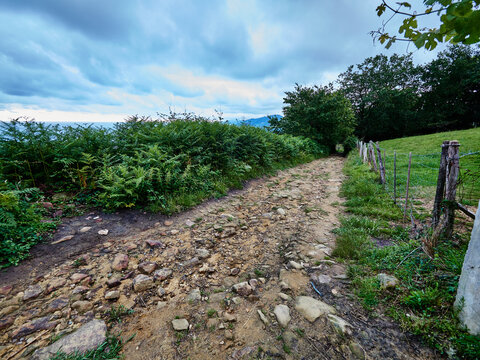 Campos de vi&ntilde;edos de Txakoli en Zarautz. Chacoli