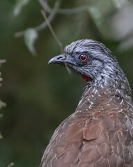 close up of a speckled chachalaca