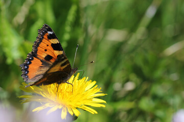 Schmetterling auf Blüte