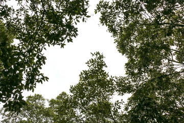 tree in the forest isolated on white background