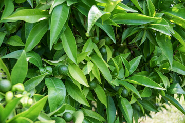Lime with green leaves and green fruits