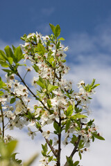blooming cherry plum against the background of a bright blue spring sky. White flowers on a branch. Prunus cerasifera. Clouds.
