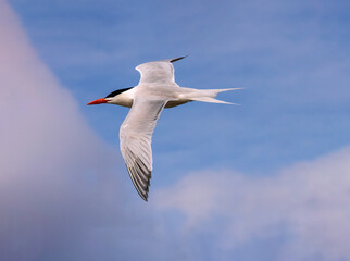 Fototapeta premium This Royal Tern was spotted off Jekyll Island flying in a blue sky with occasional clouds. It adds a bit of drama to the image.