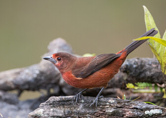 female silver beaked tanager