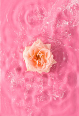 Pink rose in water with water splashes, drops and ripples pink background. Summer beauty concept.Top view. Copy space