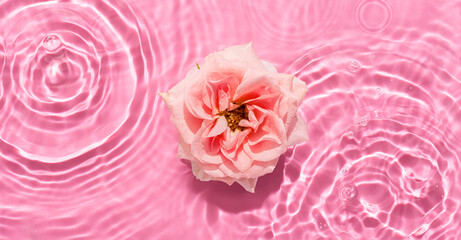 White ranunculus in water with water splashes, drops and ripples pink background. Summer beauty concept.Top view. Copy space