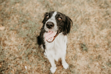 Portrait happy dog sticking tongue out on dry lawn. Summer season concept.