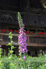 Fingerhut vor Bauernhaus