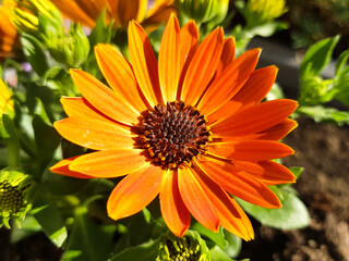 Cape daisies (in german Buschiges Kapkörbchen) Dimorphoteca sinuata DC.