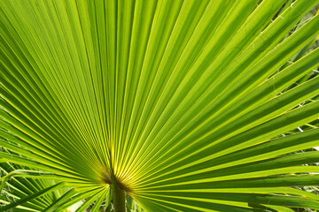 detail of a fresh green palm leaf in the sunshine natural background