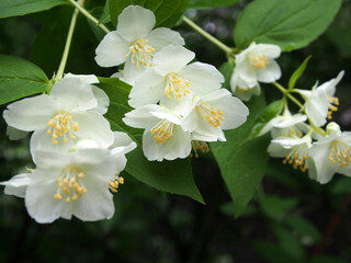 Clear Sunny day, delicate white Jasmine flowers on the background of green foliage.