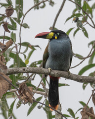 gray breasted mountain toucan perched
