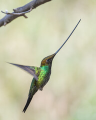 Fototapeta na wymiar adult male sword billed hummingbird flying