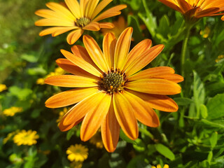 Cape daisies (in german Buschiges Kapkörbchen) Dimorphoteca sinuata DC.