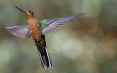 Fototapeta premium female great sapphirewing in flight 