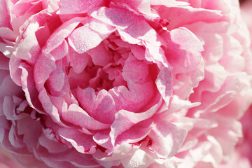 Pink peonies close-up in summer. © Olga Tkacheva