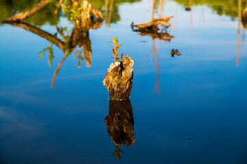 Small tree stump in submerged forest, with small offshoot in calm blue water