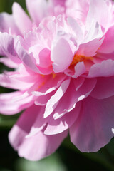Pink peonies close-up in summer.