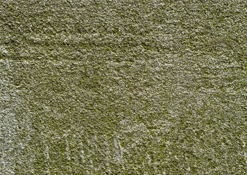 the texture of moss on a concrete wall