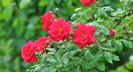 Roses bloom in the garden.