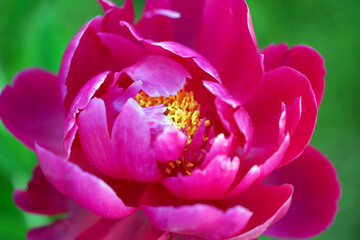 Fototapeta na wymiar Pink peonies close-up in summer.