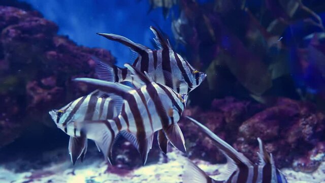 rare ocean fish swimming in the blue water