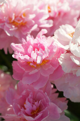 Pink peonies close-up in summer.